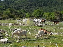 buis_les_baronnies20